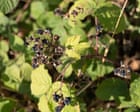 Early ripening of berries in UK shows nature is under stress, say experts