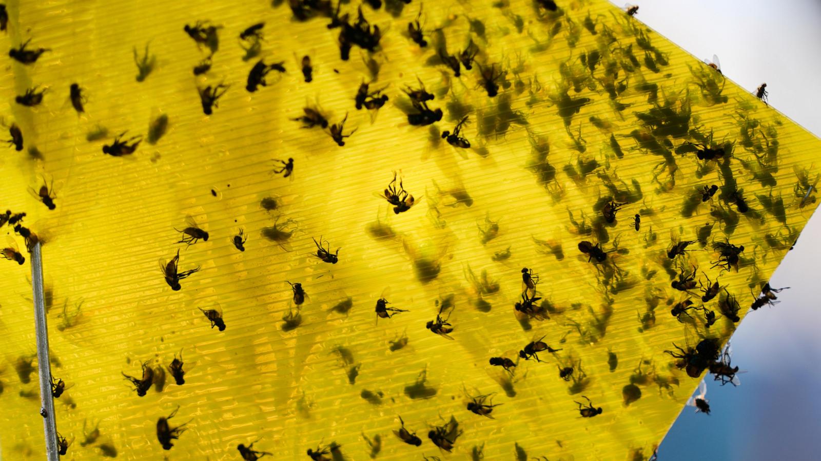 US to build a $750M fly factory in Texas to stop a flesh-eating cattle parasite