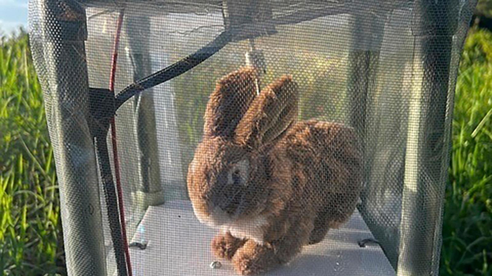 Robot rabbits in Florida battle to control invasive Burmese pythons in Everglades