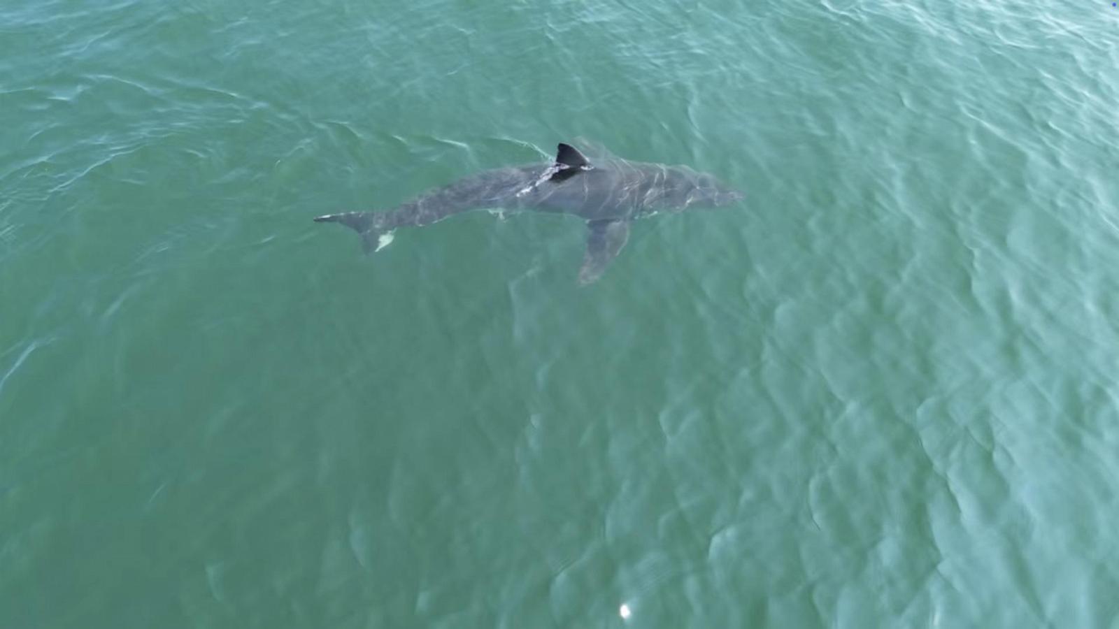 Great white shark seen near popular beaches in Maine