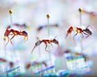 Fiji ant study provides new evidence of insects’ decline on remote islands