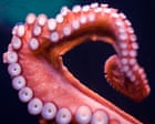 Octopuses prefer to use different arms for different tasks, scientists find