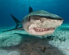 Is there such a thing as a ‘problem shark’? Plan to catch repeat biters divides scientists