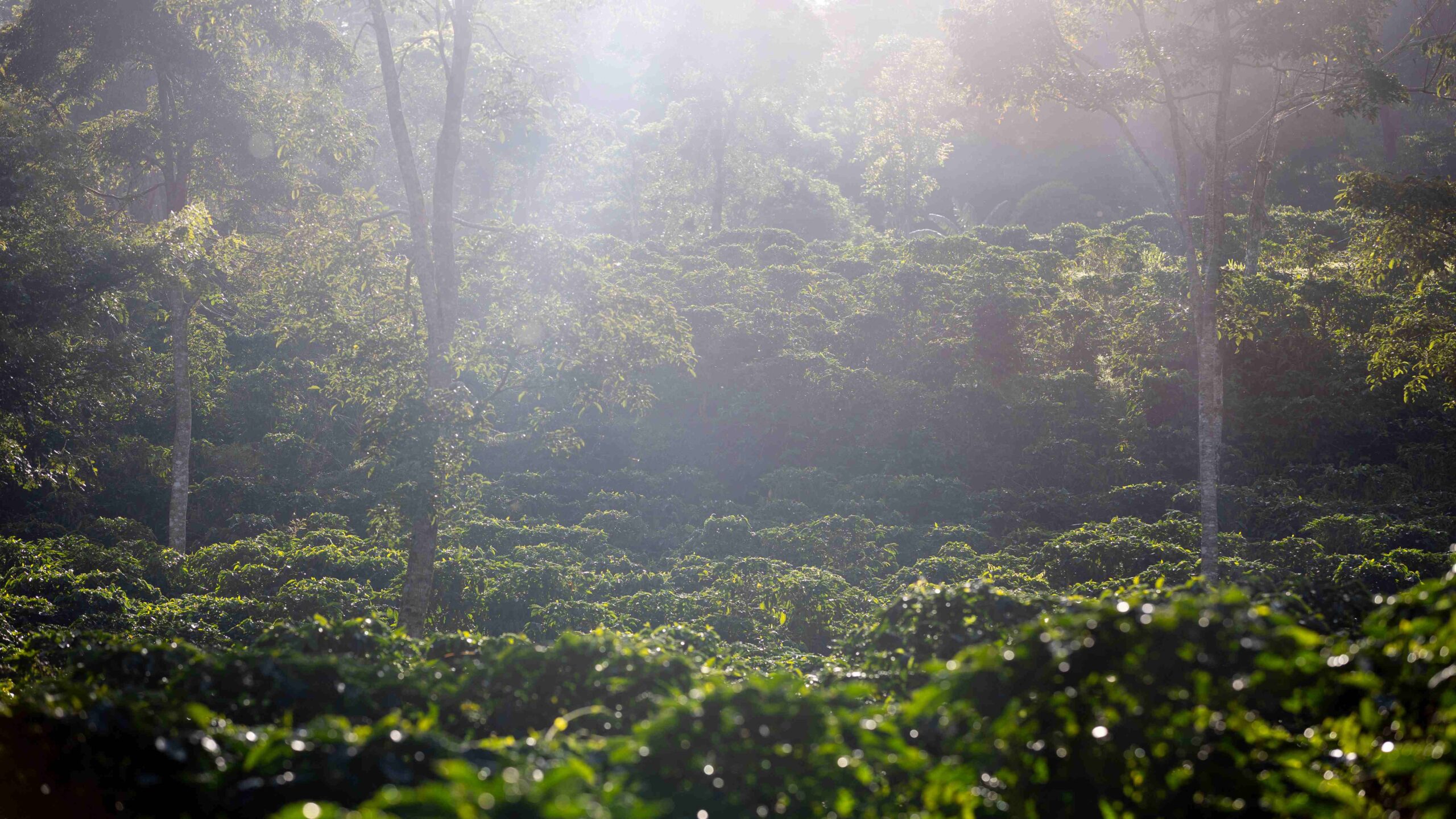 La Cumplida shows how coffee can restore ecosystems and economies