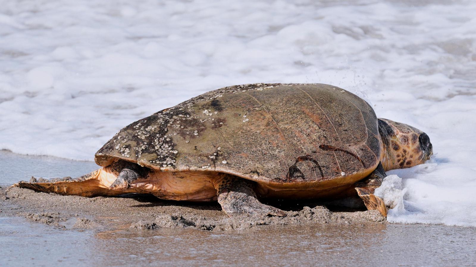 June Cleaver the loggerhead turtle is released into the ocean off Florida after rehab