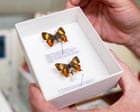 The great butterfly heist: how a gentleman collector stole thousands of butterflies from Australian museums