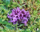 Fungi finds: UK citizen scientists make rare pink and purple discoveries