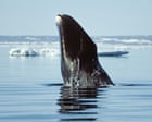 Can bowhead whales with their 200-year lifespan help us to slow ageing?