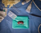 A tiny rhino foetus developed by IVF: Jon A Juárez’s best photograph