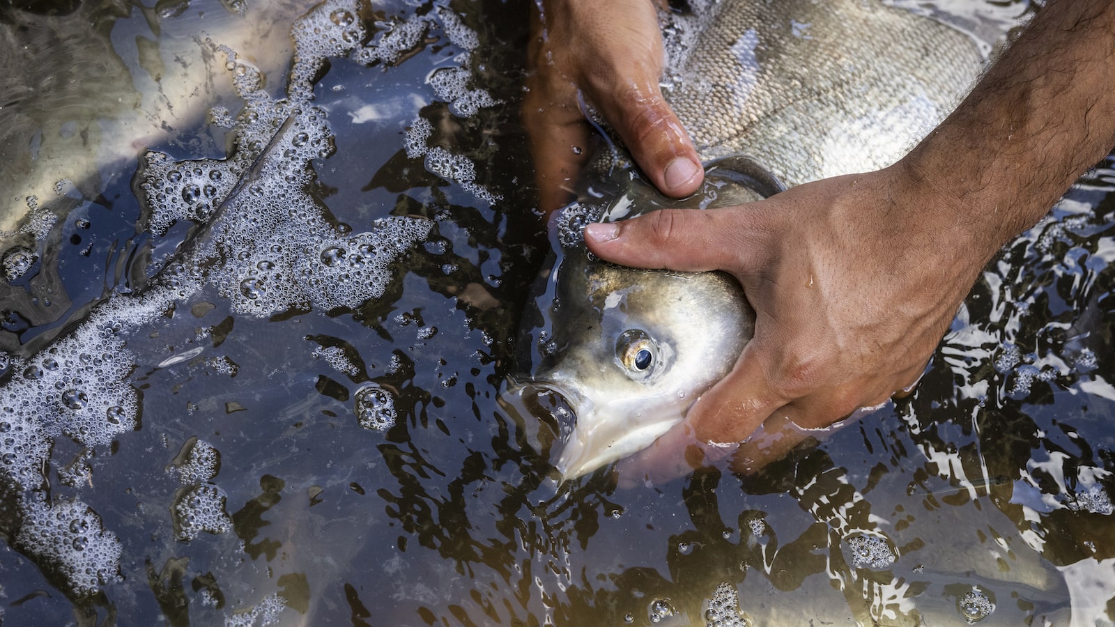 Racing against time, Illinois clears a major hurdle in containing an invasive fish