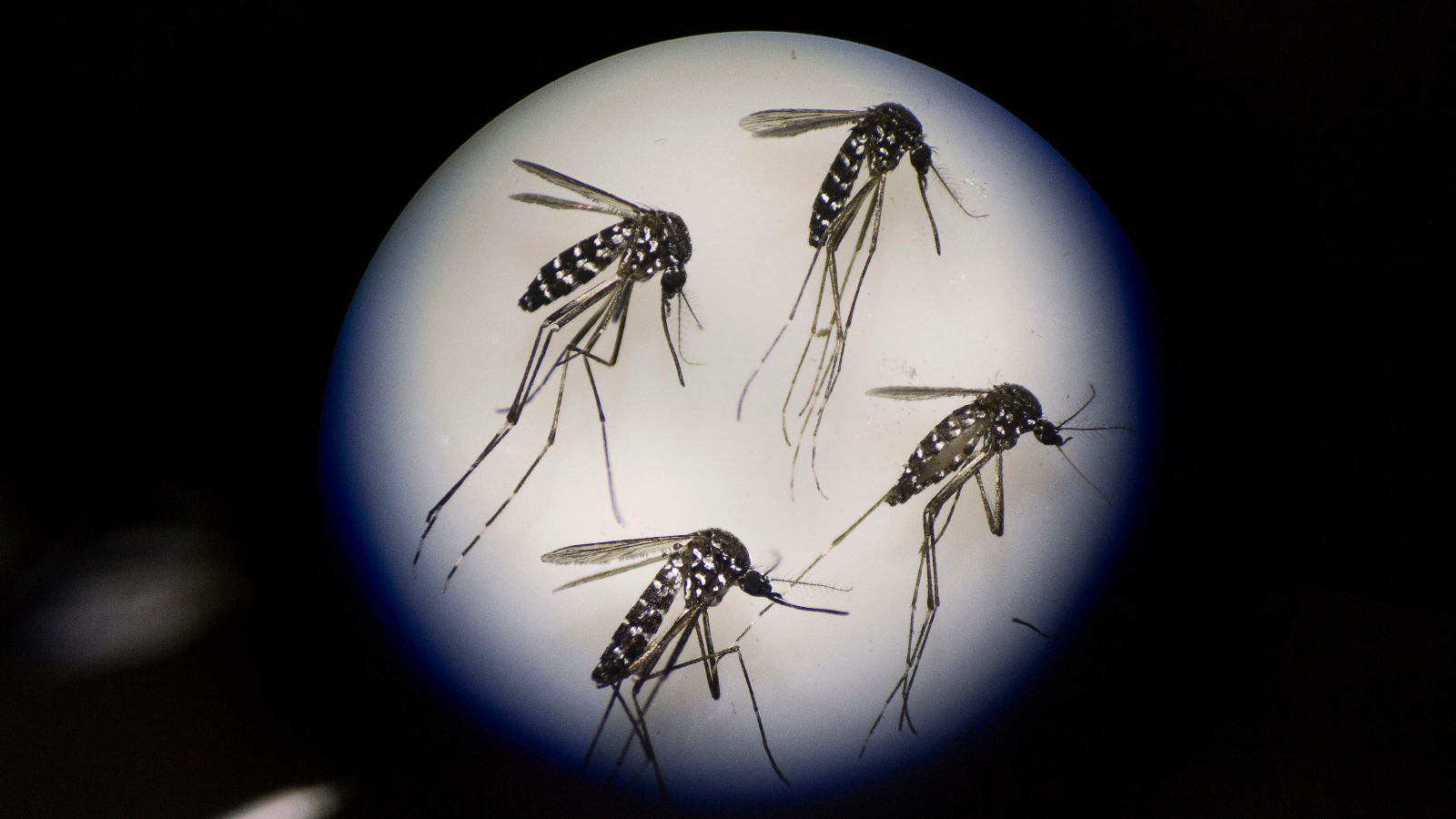 Mosquitoes found in Iceland for first time as climate crisis warms country