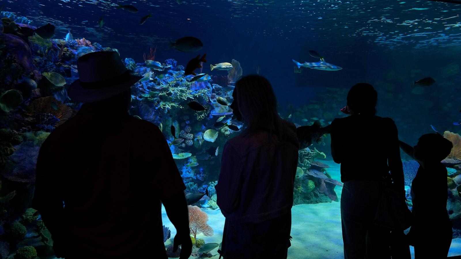 Florida's Mote Marine Laboratory relocates hundreds of marine animals to new $130M facility