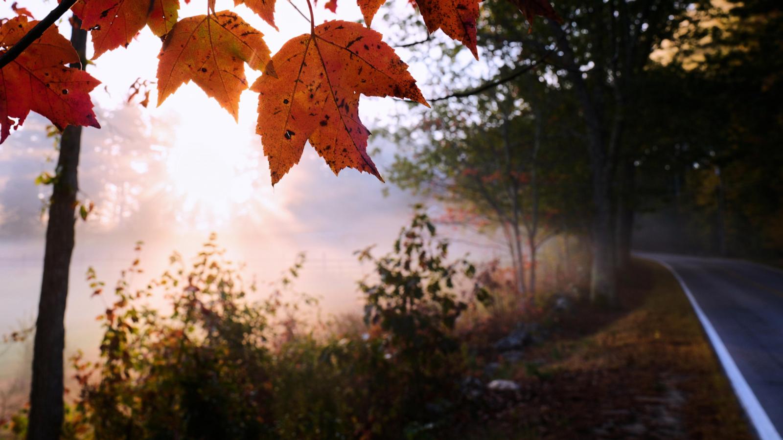 Season hampered by drought: Fall foliage dropping sooner, showing less color