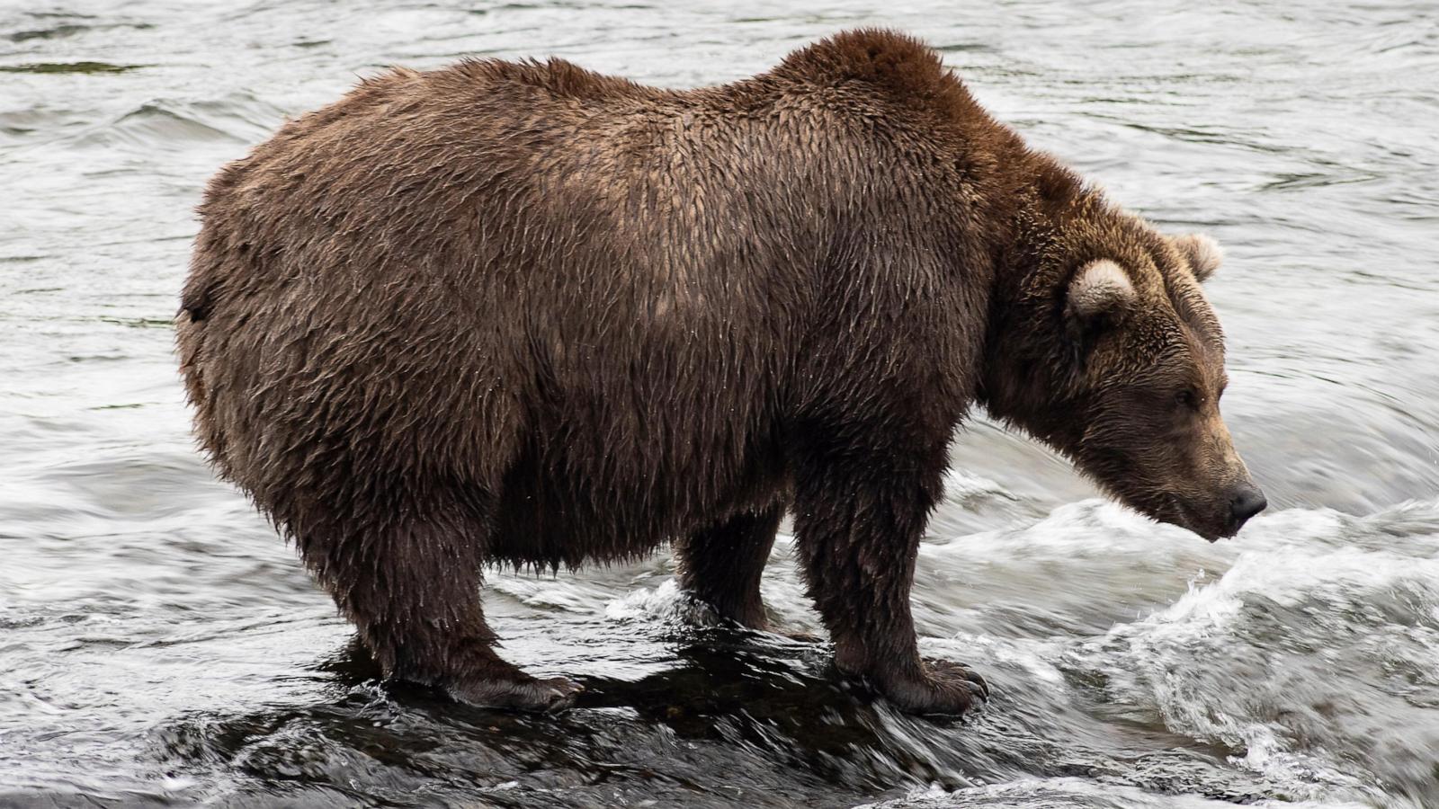 Chunk wins Alaska's popular Fat Bear Week contest