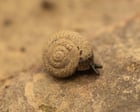 Search is on for the German hairy snail in London