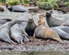 Fears for elephant seals as bird flu kills half of population in South Atlantic