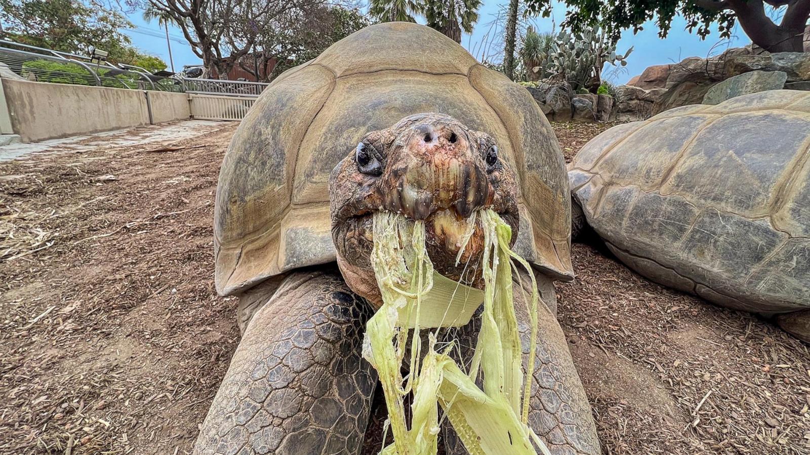 Gramma the Galápagos tortoise, oldest resident of San Diego Zoo, dies at about 141
