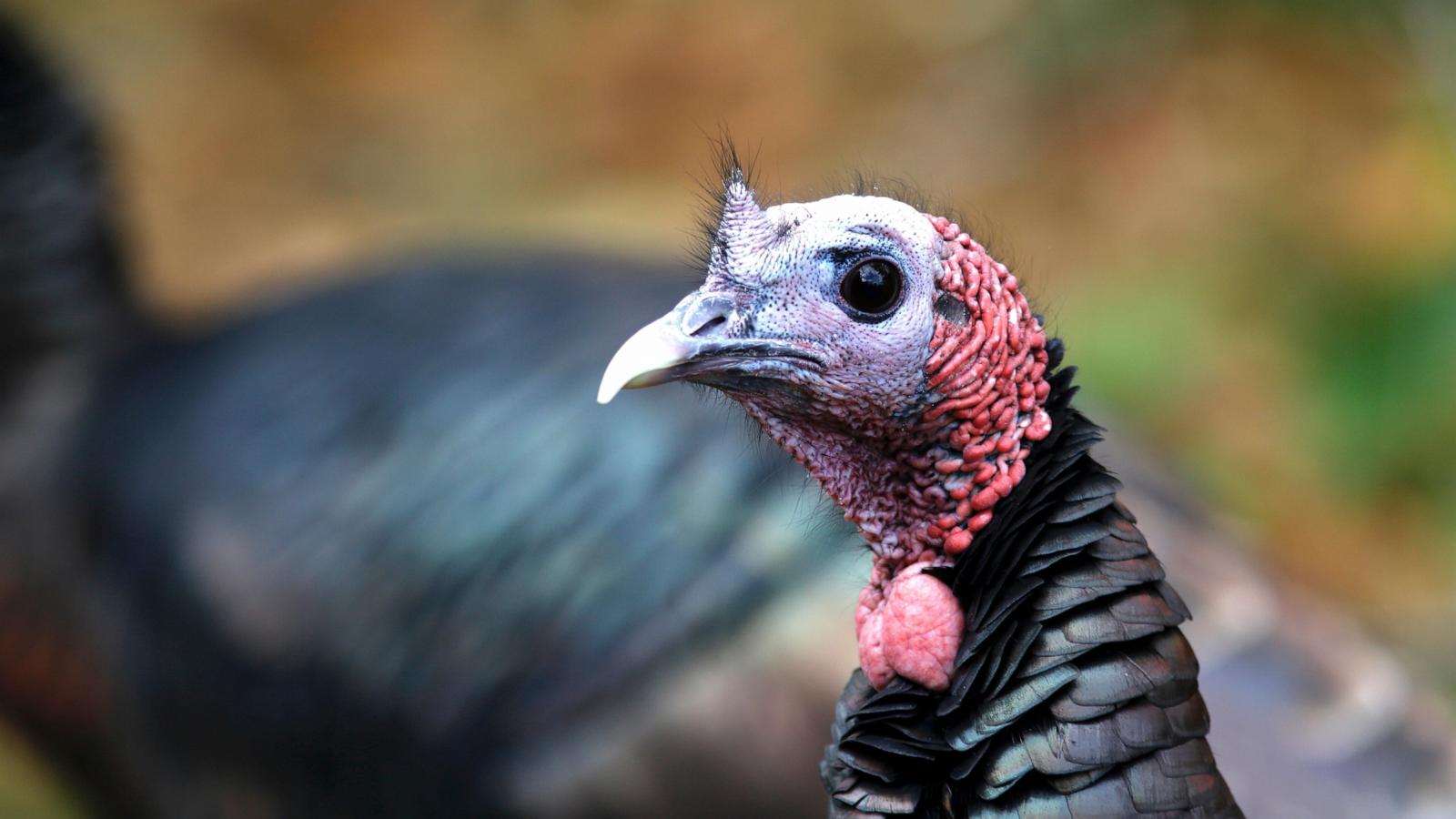 How trading wild turkeys for other animals became a conservation success story