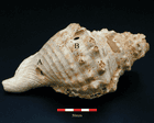 Shells found in Spain could be among oldest known musical instruments