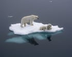 Tuesday briefing: What polar bear DNA tells us about a warming Arctic
