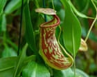 Plantwatch: Pitcher plant’s sweet nectar is laced with toxic nerve agent