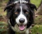 Having a dog can boost teenagers’ mental health, say scientists