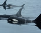 Orcas team up with dolphins to hunt salmon, study finds