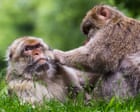 Primates’ same-sex sexual behaviour ‘may reinforce bonds amid environmental stress’