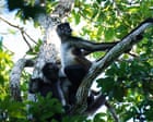 Spider monkeys found to share ‘insider knowledge’ to help locate best food