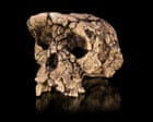 Fresh bone analysis makes case for earliest ‘ancestor of humankind’, but doubts remain
