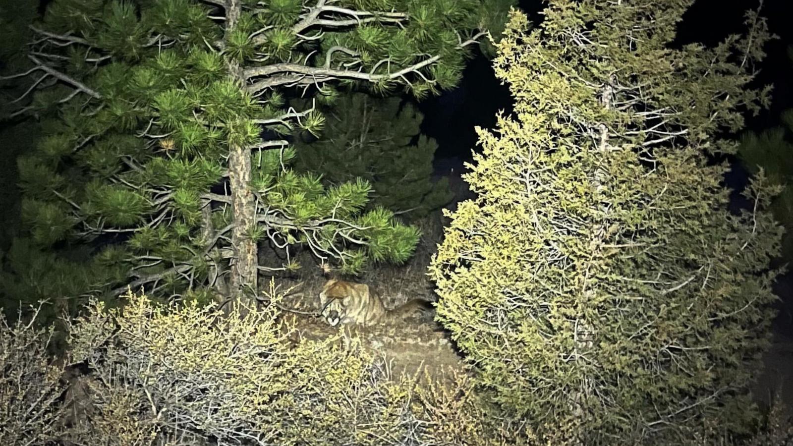 Man fought off a mountain lion weeks before a suspected fatal Colorado attack