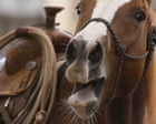 Study reveals whistling secret of horses’ whinny