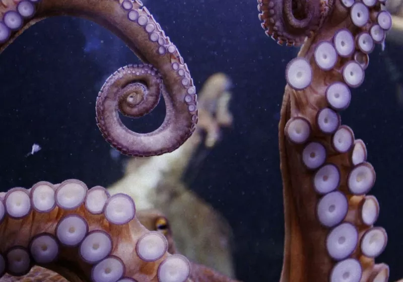 Octopus-inspired hydrogel reveals hidden image when exposed to temperature changes or solvents