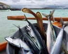 Waitrose suspends sale of mackerel because of overfishing