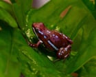 What is dart frog toxin, which is said to have been used to kill Alexei Navalny?