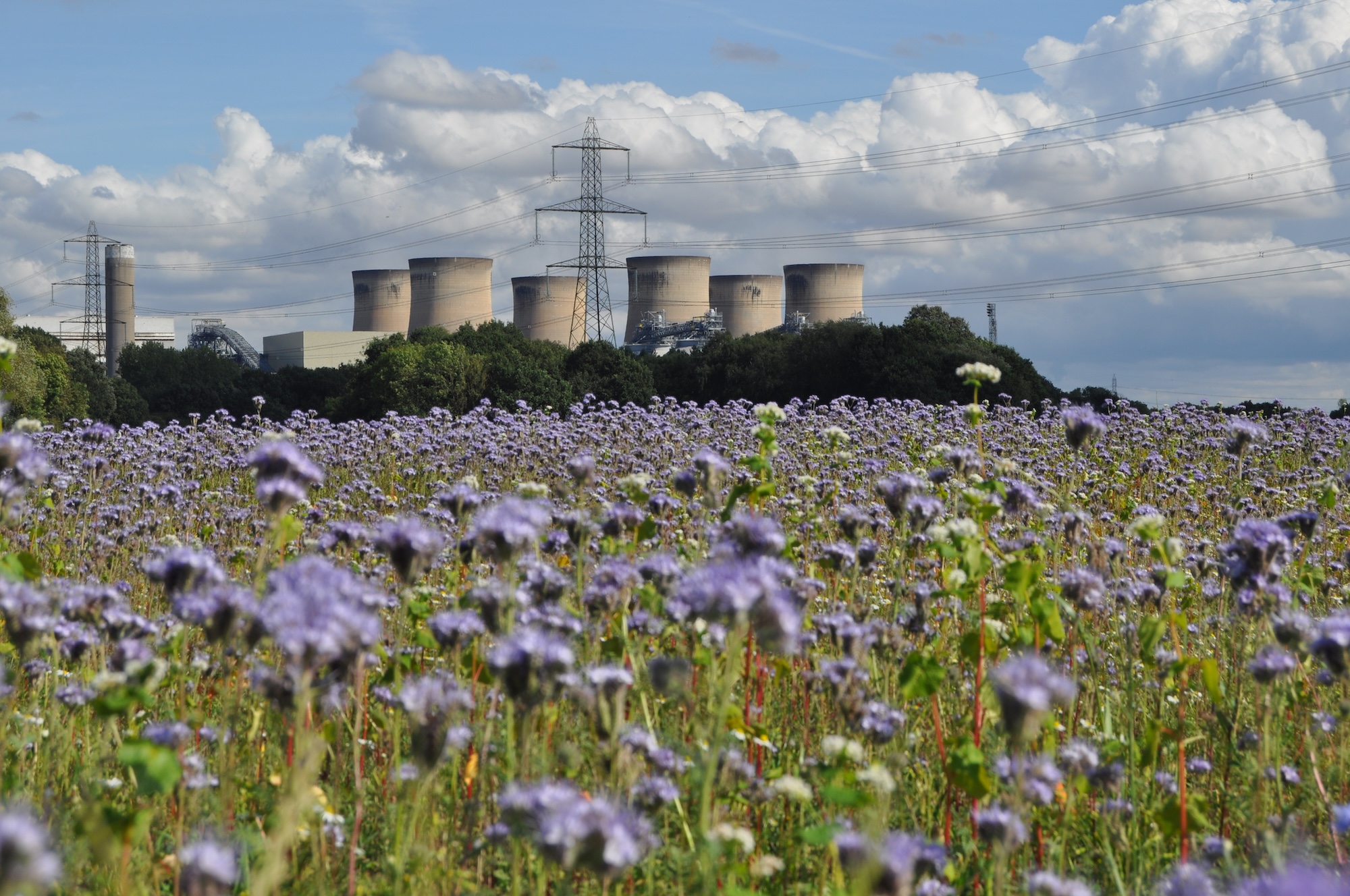 The UK quit coal. But is burning Louisiana’s trees any better?