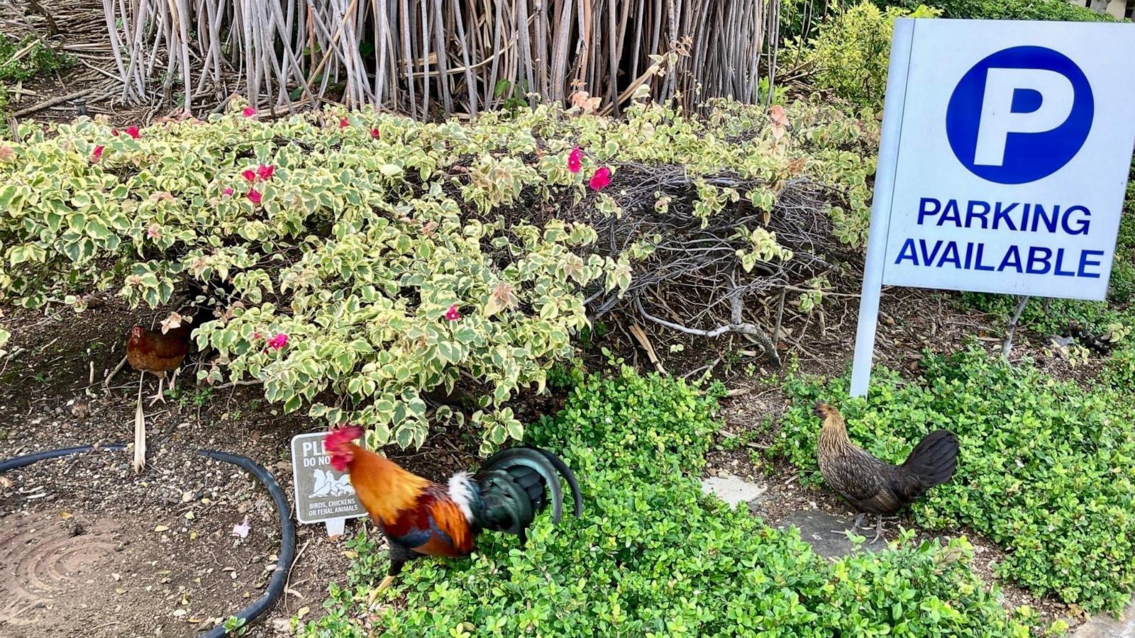 Hawaii residents sick of early crowing and aggressive pecking could be allowed to kill wild chickens
