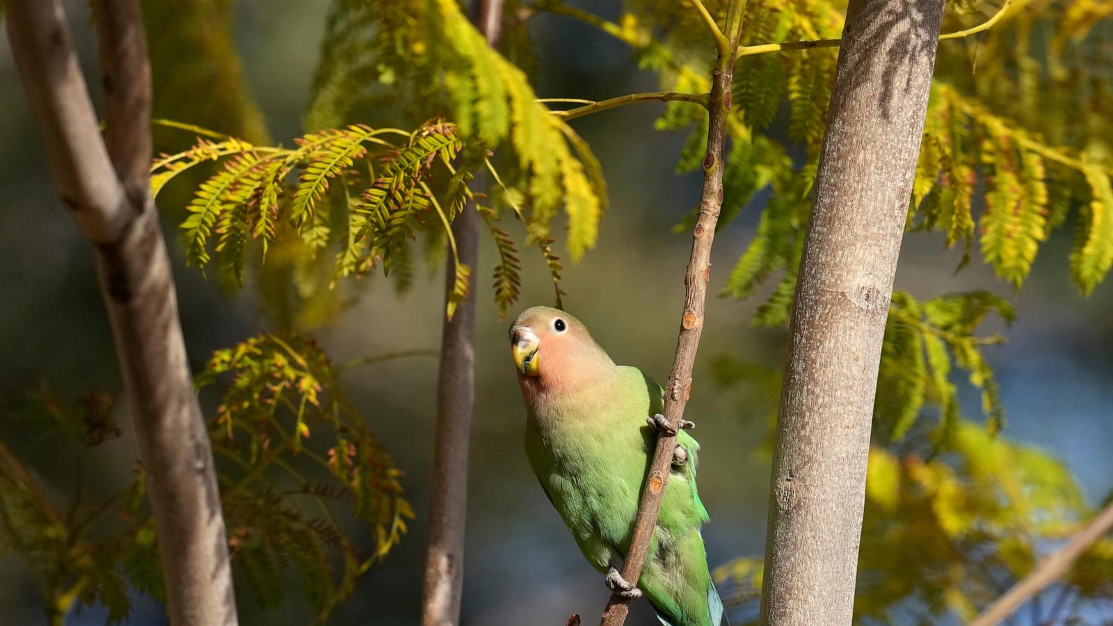 What we can learn from lovebirds, the rare birds that mate for life