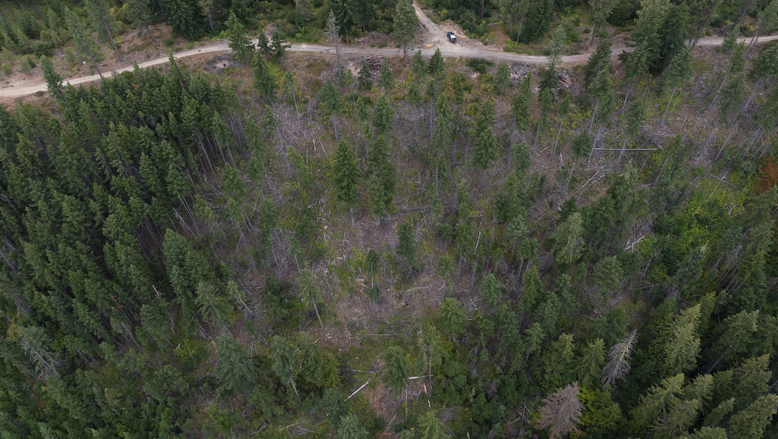 Why thinning a forest could get you more drinking water