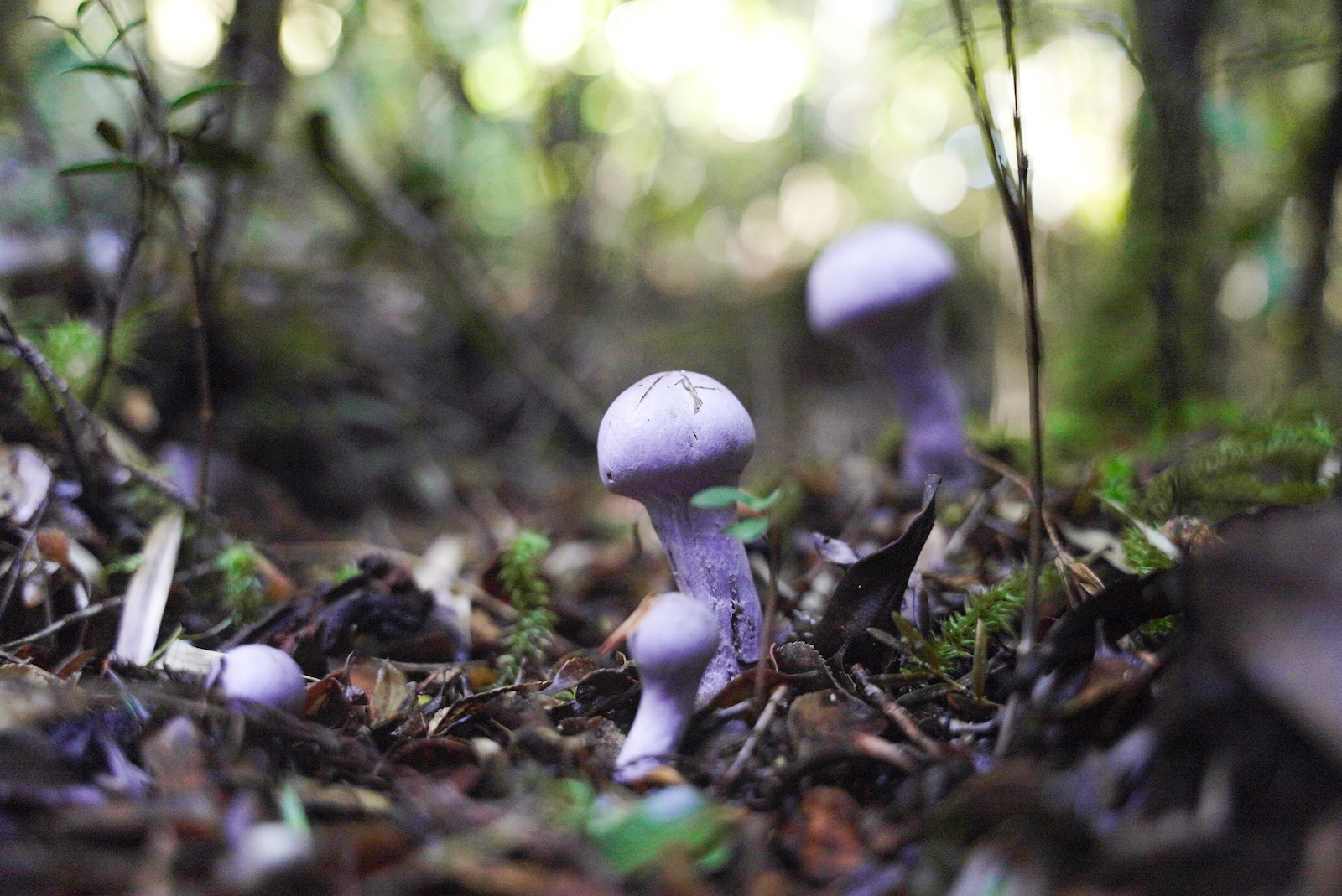 Long overlooked as crucial to life, fungi start to get their due