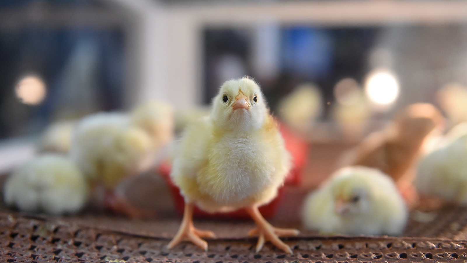 Prepping for a disaster? You’ll probably want to pack a little treat.