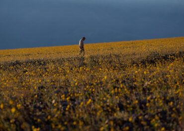 Wildflowers are blooming in the driest place in North America — but not for long