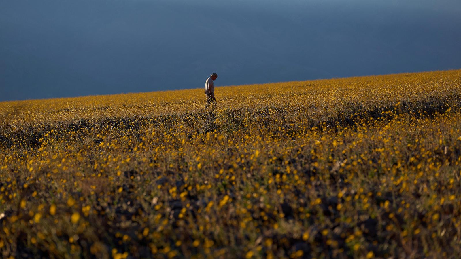 Wildflowers are blooming in the driest place in North America — but not for long