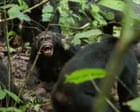 Wild chimpanzees recorded waging ‘civil war’ with coordinated attacks between two groups