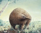 Giant echidnas weighing 15kg roamed Victoria – and the evidence was hiding in plain sight