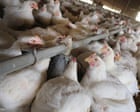 UK looked at ways to ‘open doors’ to US chlorinated chicken, FoI request shows