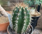 Plantwatch: the cactus that lures bats with its fuzzy acoustic hat