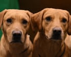 Dogs’ brains began to shrink at least 5,000 years ago, study finds