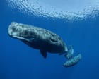 Sperm whales’ communication closely parallels human language, study finds