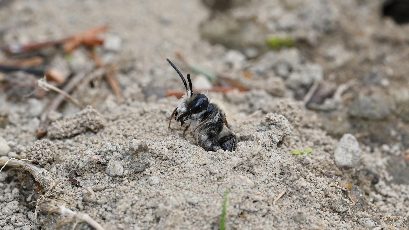 Why millions of adorable bees are emerging from this cemetery